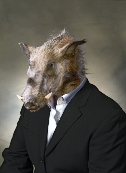 Bush Pig